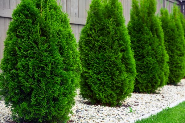 Arborvitae Planting in Post Falls