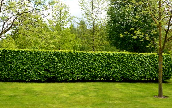 Hedge Planting in Post Falls