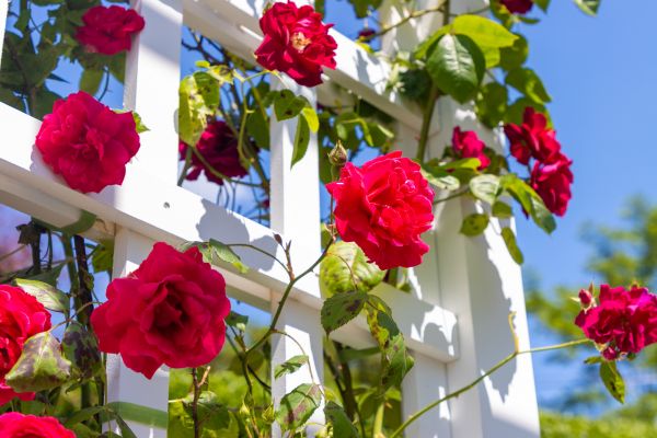 Home Gardening Service in Post Falls