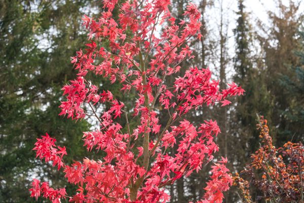 Japanese Maple Planting in Post Falls
