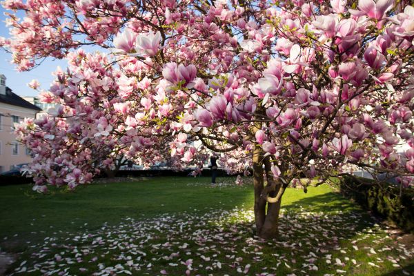 Magnolia Tree Planting in Post Falls