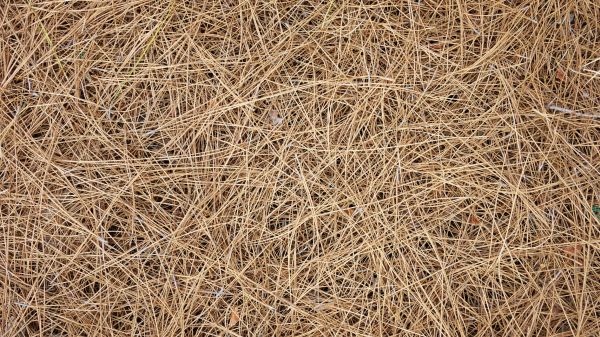 Pine Needles Delivery in Post Falls