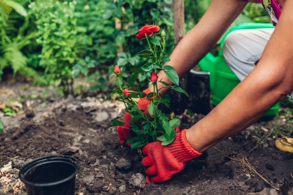 Planting Service in Post Falls