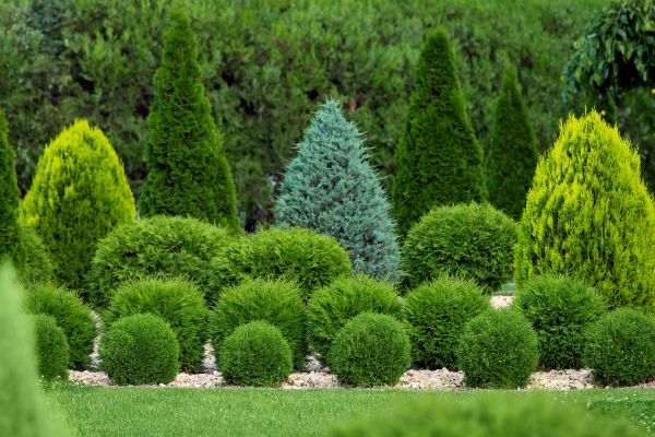 Shrub Replacement in Post Falls
