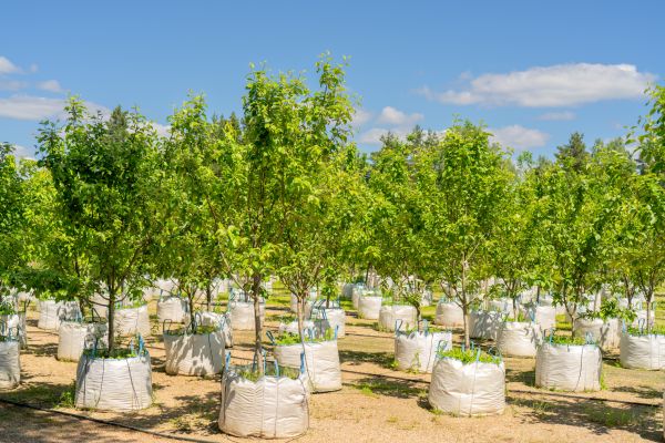 Tree Planting Service in Post Falls