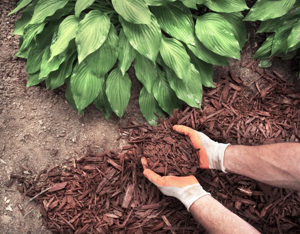 Shredded Mulch Service in Post Falls