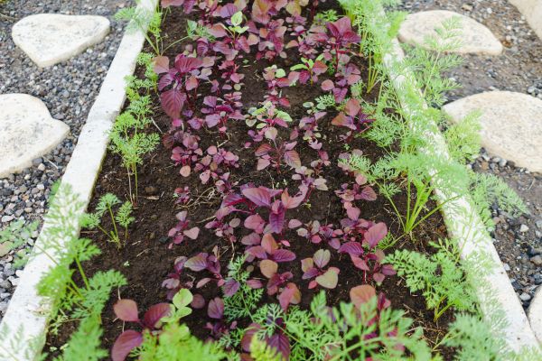 Edging Installation in Post Falls