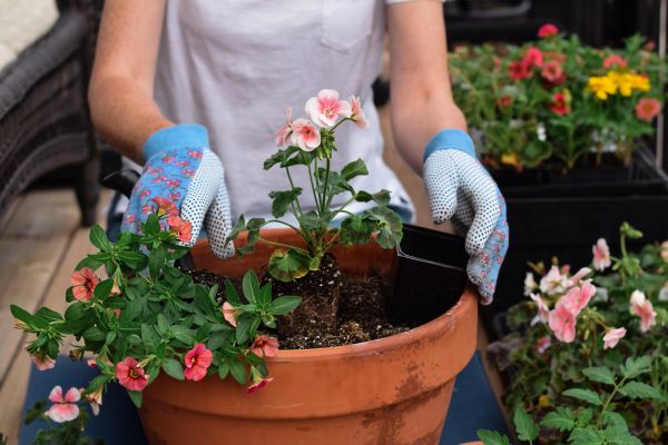 Plant Care Service in Post Falls
