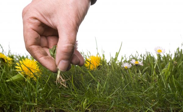 Lawn Weeding in Post Falls