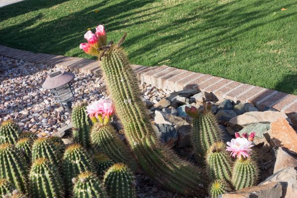 Desert Landscaping in Post Falls