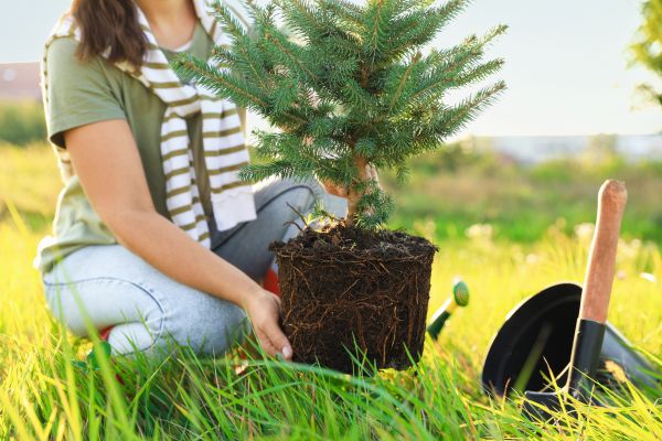 Spruce Tree Planting in Post Falls