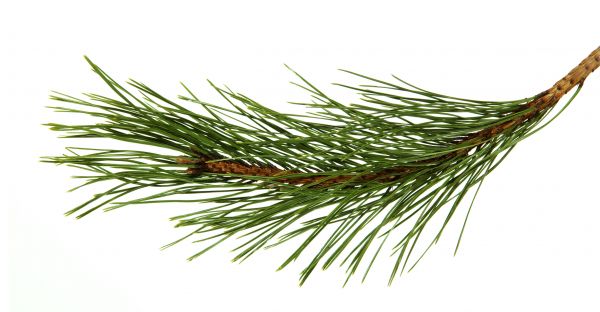 Pine Needles Installation in Post Falls