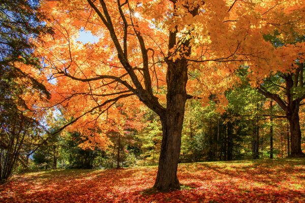 Maple Tree Planting in Post Falls