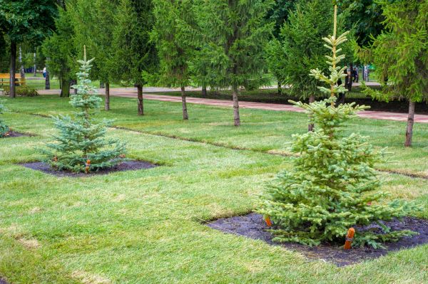 Privacy Trees Planting in Post Falls