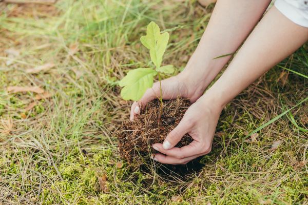 Oak Tree Planting in Post Falls