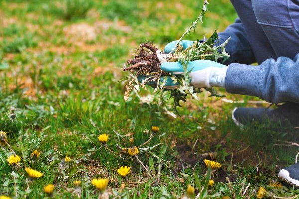 Flower Bed Clearing in Post Falls