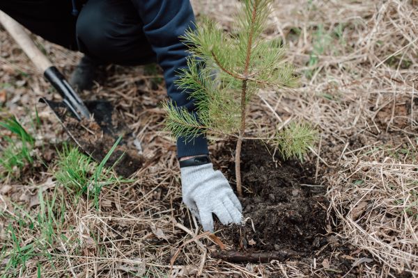 Pine Tree Planting in Post Falls