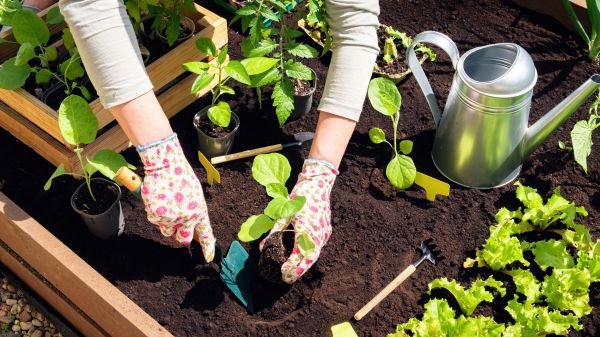 Garden Bed Installation in Post Falls