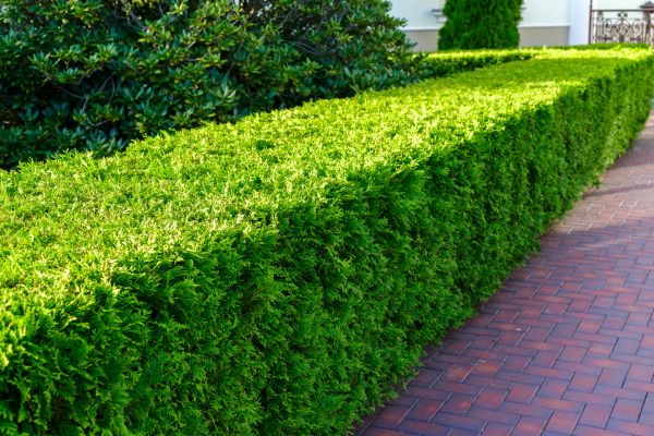 Hedge Installation in Post Falls