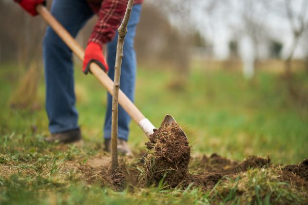 Trees Planting in Post Falls