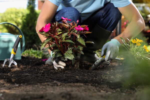 Plant Replacement in Post Falls