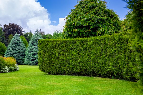 Hedge Landscaping in Post Falls