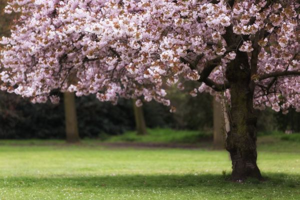 Cherry Tree Planting in Post Falls