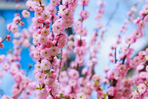 Japanese Cherry Tree Planting in Post Falls