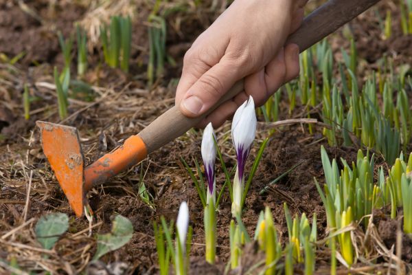 Flower Garden Weeding in Post Falls