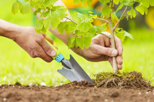 Fruit Tree Planting in Post Falls