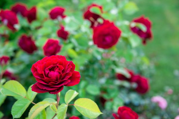 Rose Planting in Post Falls