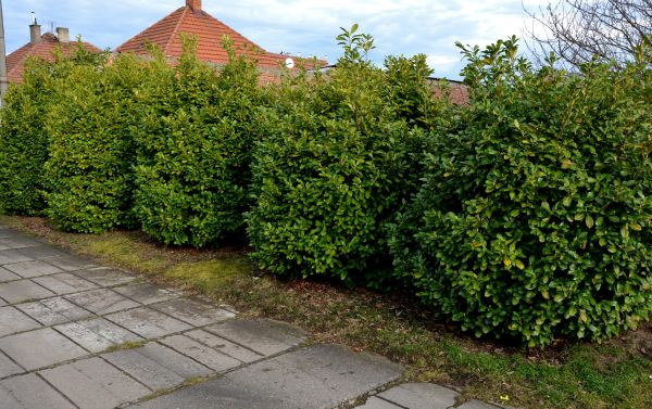 Privacy Shrub Installation in Post Falls