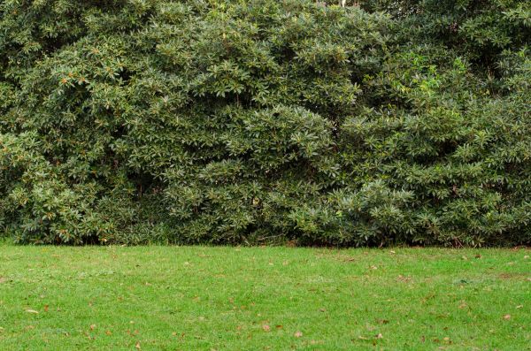 Privacy Hedge Planting in Post Falls
