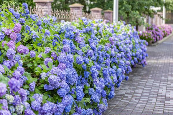 Hydrangea Landscaping in Post Falls