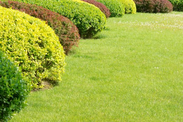Shrubbery Planting in Post Falls
