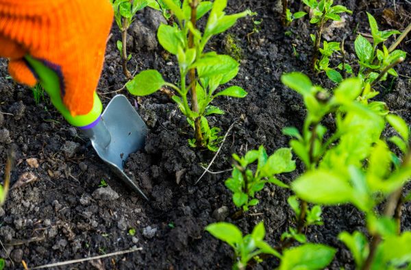 Hydrangea Planting in Post Falls