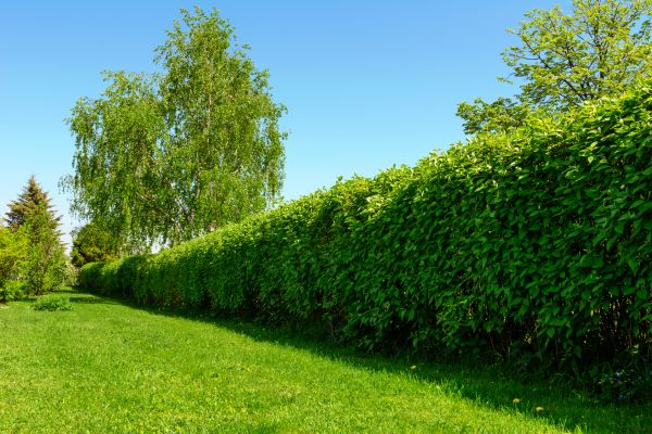 Hedge Replacement in Post Falls