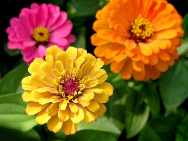 Zinnia Planting in Post Falls