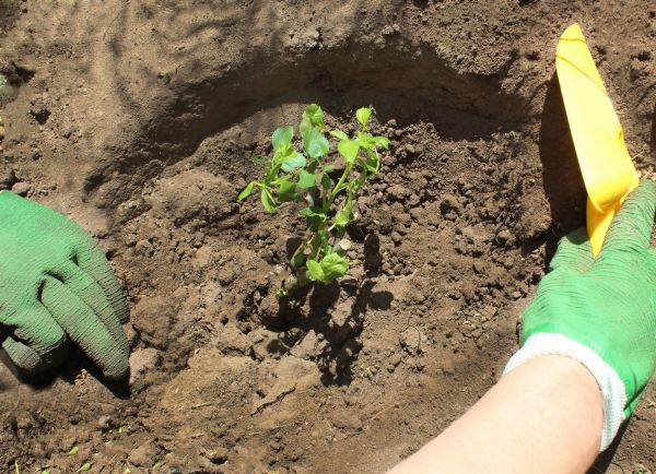Rose Bush Planting in Post Falls