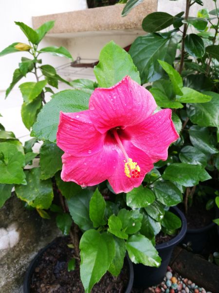 Hibiscus Planting in Post Falls