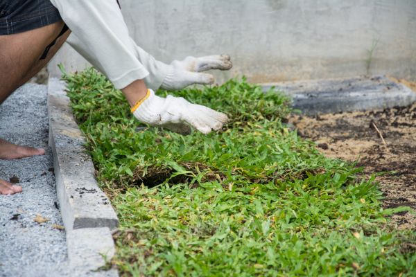 Ground Cover Planting in Post Falls