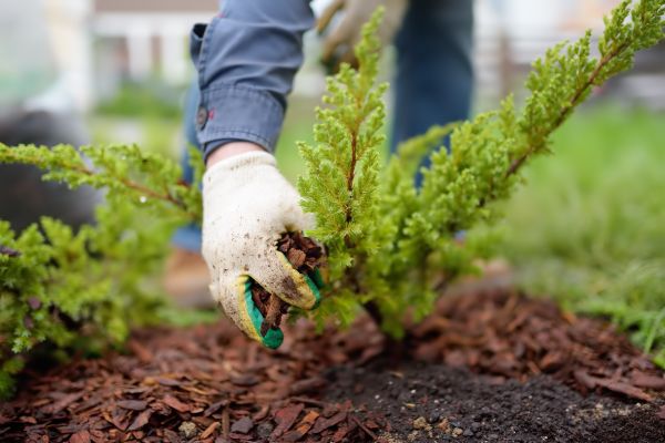 Church Mulching in Post Falls