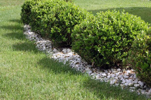 Boxwood Planting in Post Falls