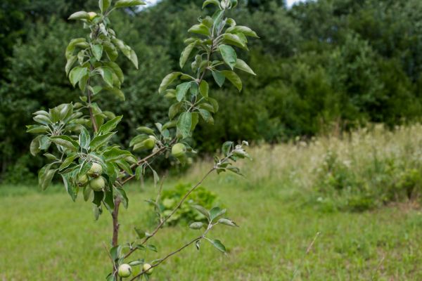 Apple Tree Planting in Post Falls