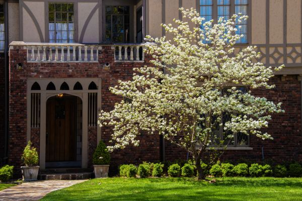 Dogwood Tree Planting in Post Falls