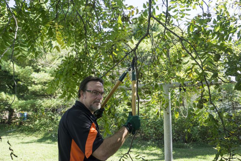 Arborist Pruning detail