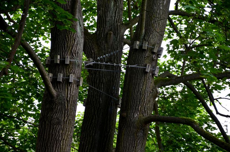 Tree Cabling Service